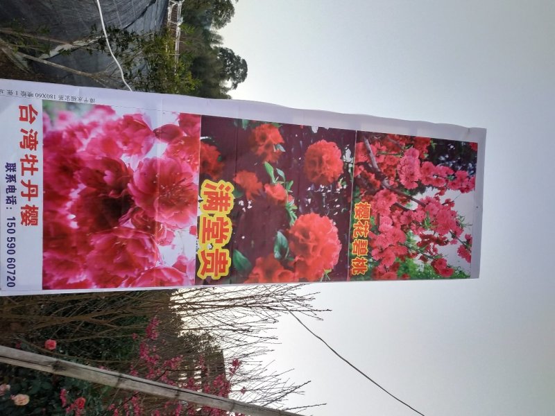 牡丹八重樱