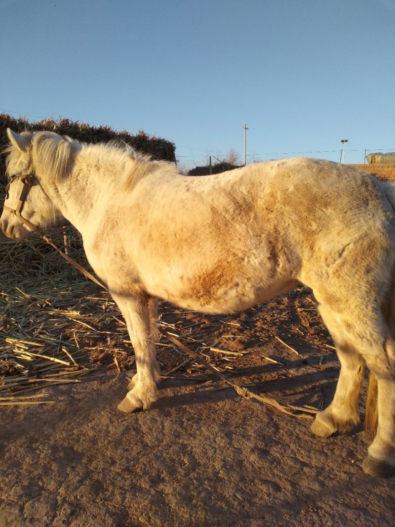 三岁驴驴苗马🐴上市