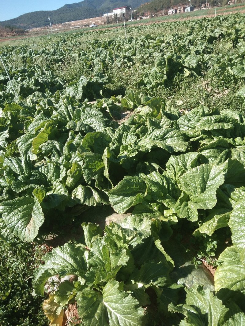 大青菜