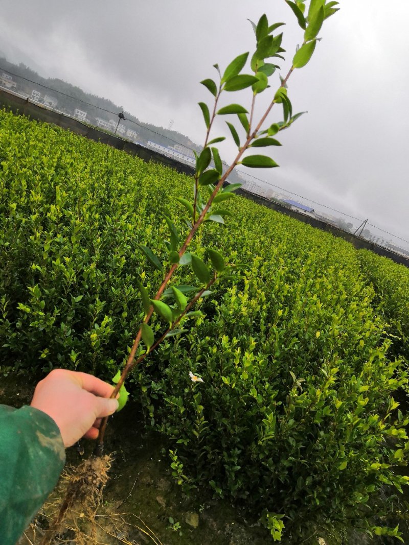 基地现货长林系列40号53号3优质高产嫁接油茶苗全国包邮