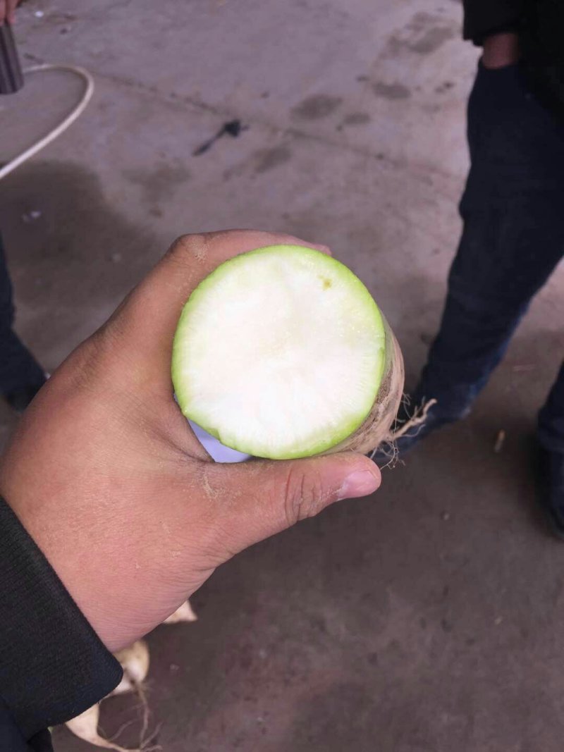 河南冷库库存青萝卜大量出货中，适合加工厂和市场