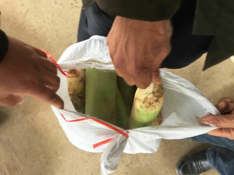 河南冷库库存青萝卜大量出货中，适合加工厂和市场