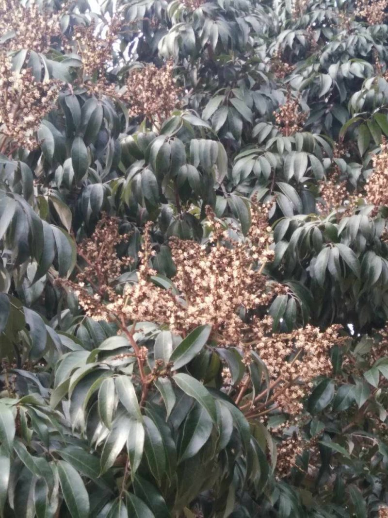 广西钦州市灵山百年荔枝蜜，产自百年荔枝园的土蜂蜜