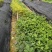 多花黄花风铃木广东苗圃直发提供技术指导包成活售后无忧