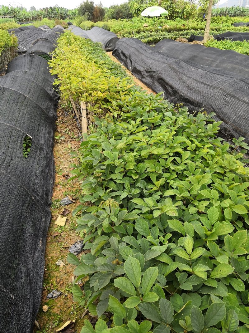 多花黄花风铃木广东苗圃直发提供技术指导包成活售后无忧