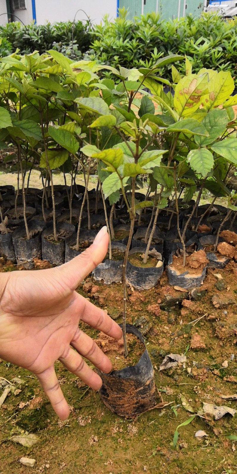多花黄花风铃木广东苗圃直发提供技术指导包成活售后无忧