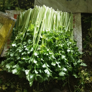 韭菜芹菜