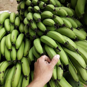 新鲜水果广西巴西香蕉三斤五斤九斤一件代发包邮