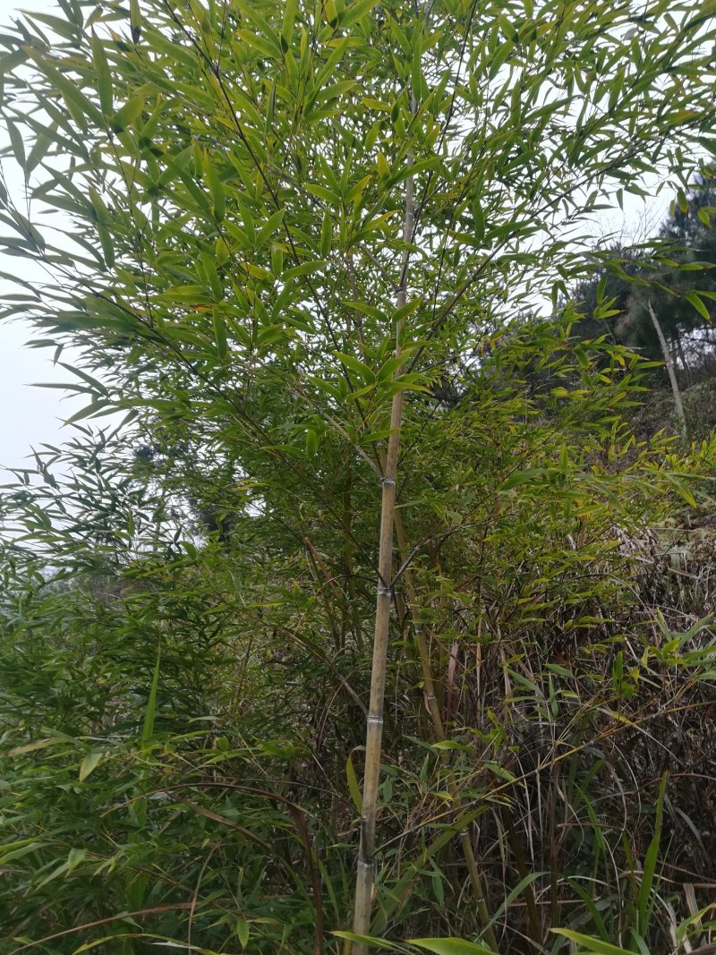 毛竹