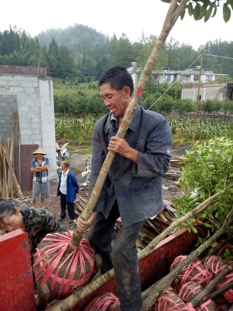 桂花术、苗耐寒成活率髙优美可观一手货大量出售，存活率高。