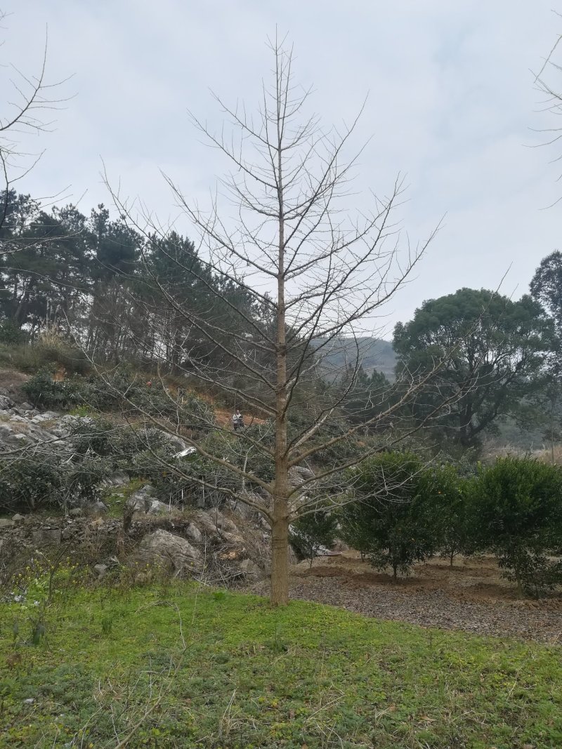 银杏树
