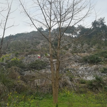 银杏树