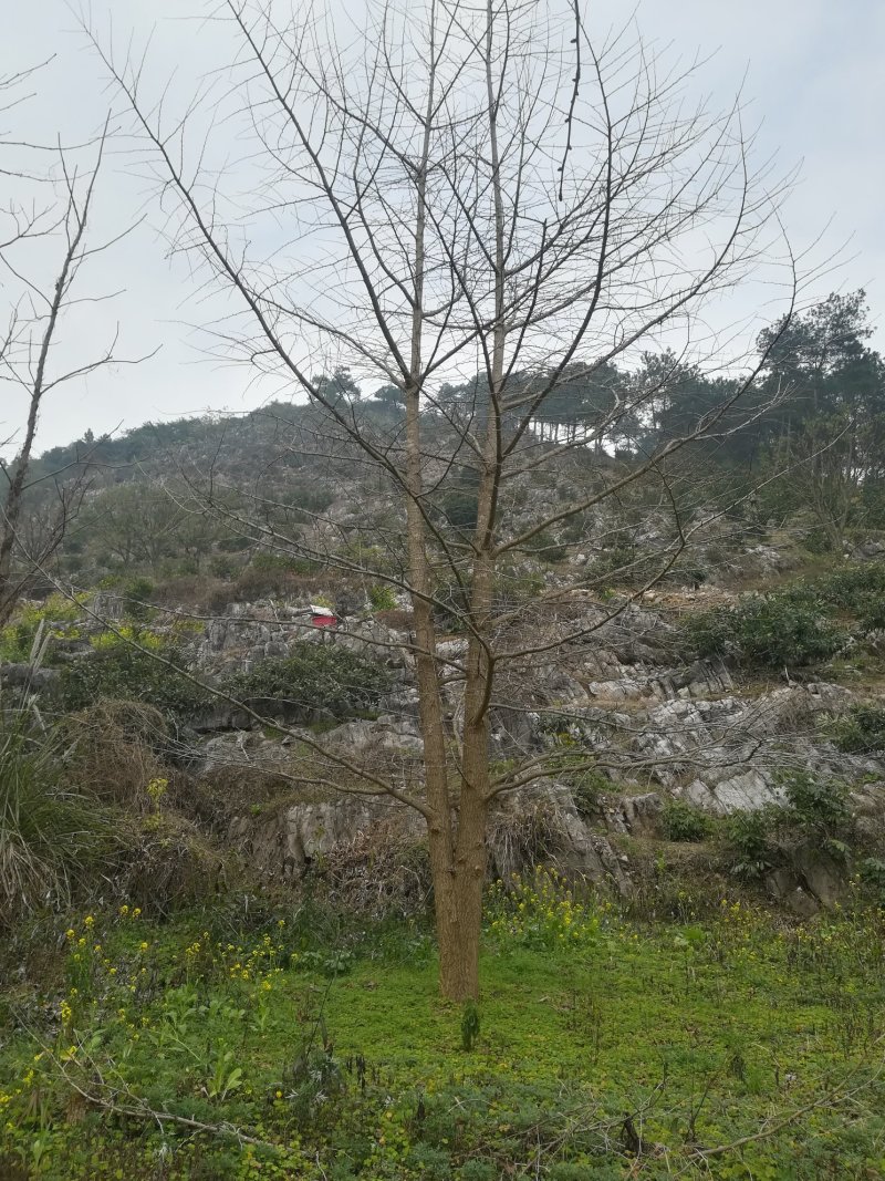银杏树