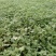 地被菊大量现货基地直销。