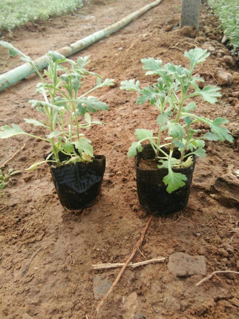 地被菊大量现货基地直销。