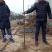 嫁接板栗苗大红袍板栗二年嫁接苗南方北方种植地栽果树苗当年