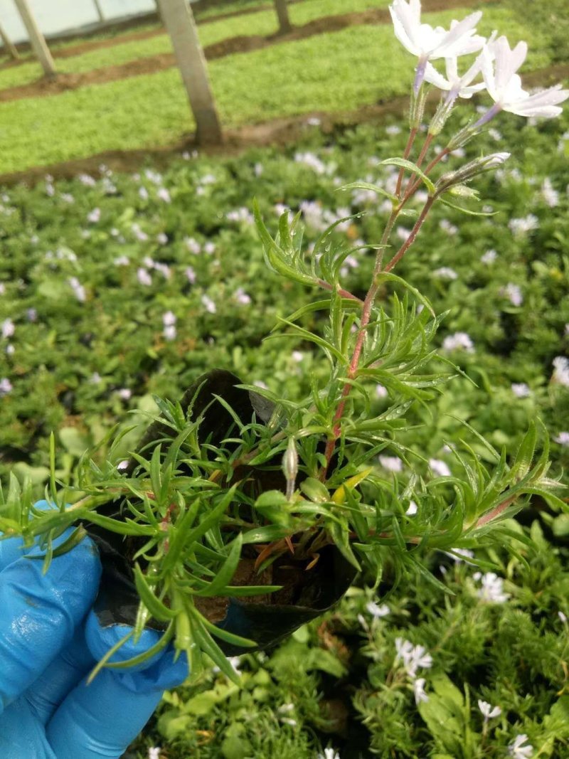 福禄考颜色多种质量好。。
