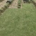 马尼拉草皮