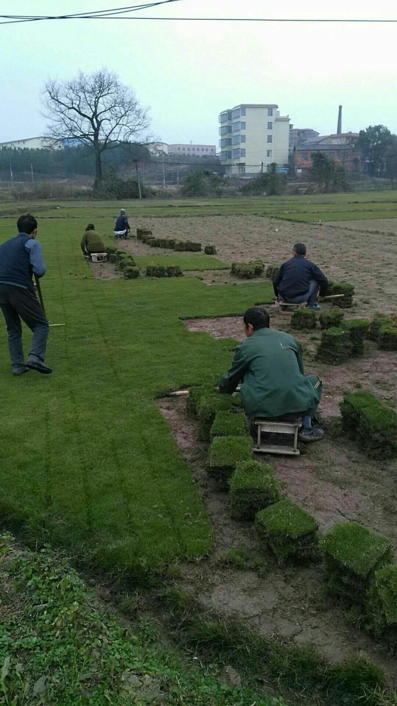 马尼拉草皮
