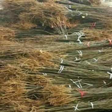 桃树苗，1-2公分新品种，基地直供，包栽包运包活包纯度