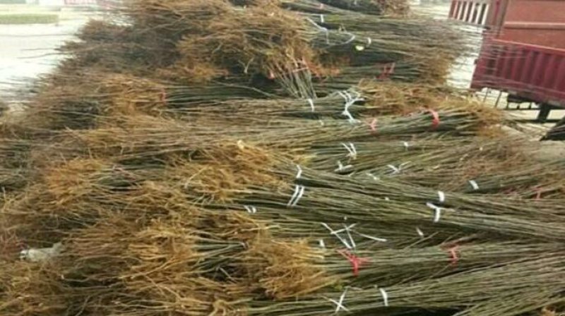 桃树苗，1-2公分新品种，基地直供，包栽包运包活包纯度