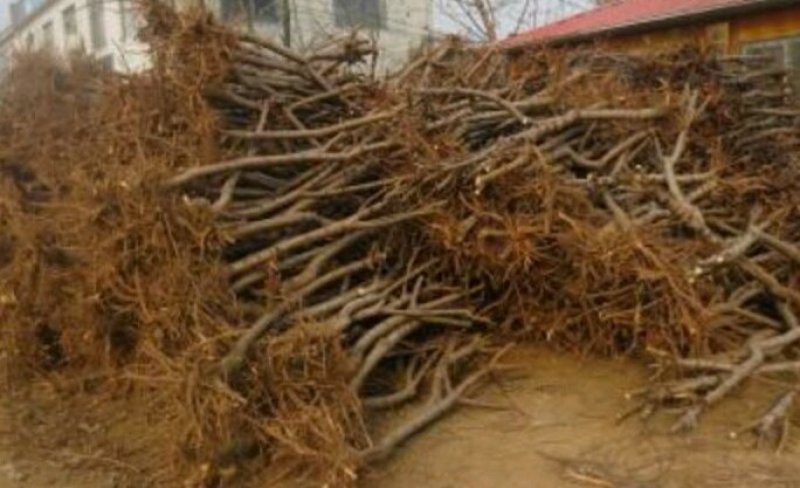 桃树苗，1-2公分新品种，基地直供，包栽包运包活包纯度