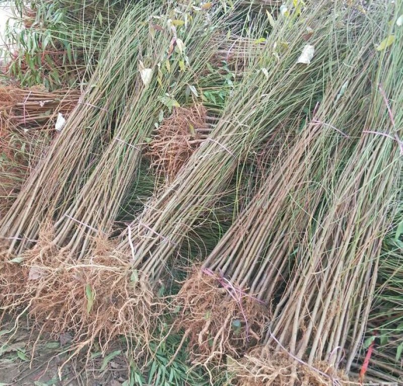 桃树苗，1-2公分新品种，基地直供，包栽包运包活包纯度