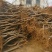 桃树苗，1-2公分新品种，基地直供，包栽包运包活包纯度