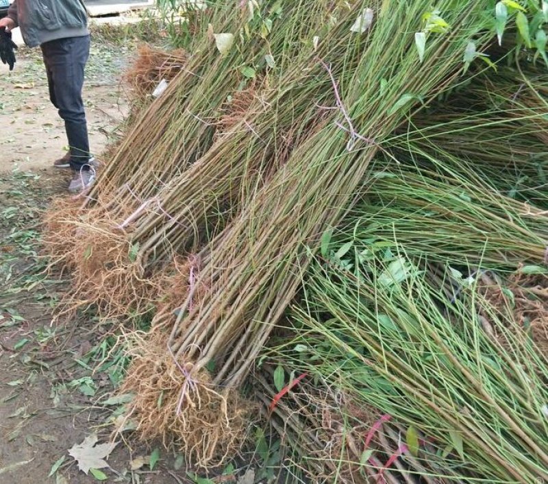 桃树苗，1-2公分新品种，基地直供，包栽包运包活包纯度