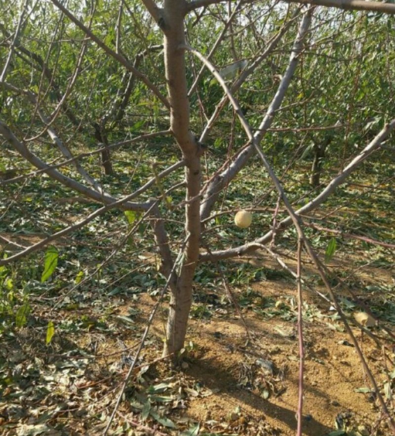 桃树苗，1-2公分新品种，基地直供，包栽包运包活包纯度