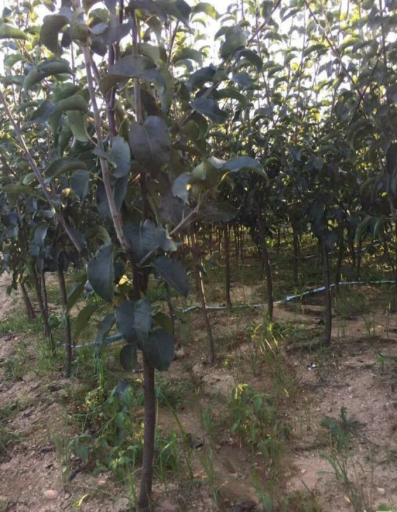桃树苗，1-2公分新品种，基地直供，包栽包运包活包纯度