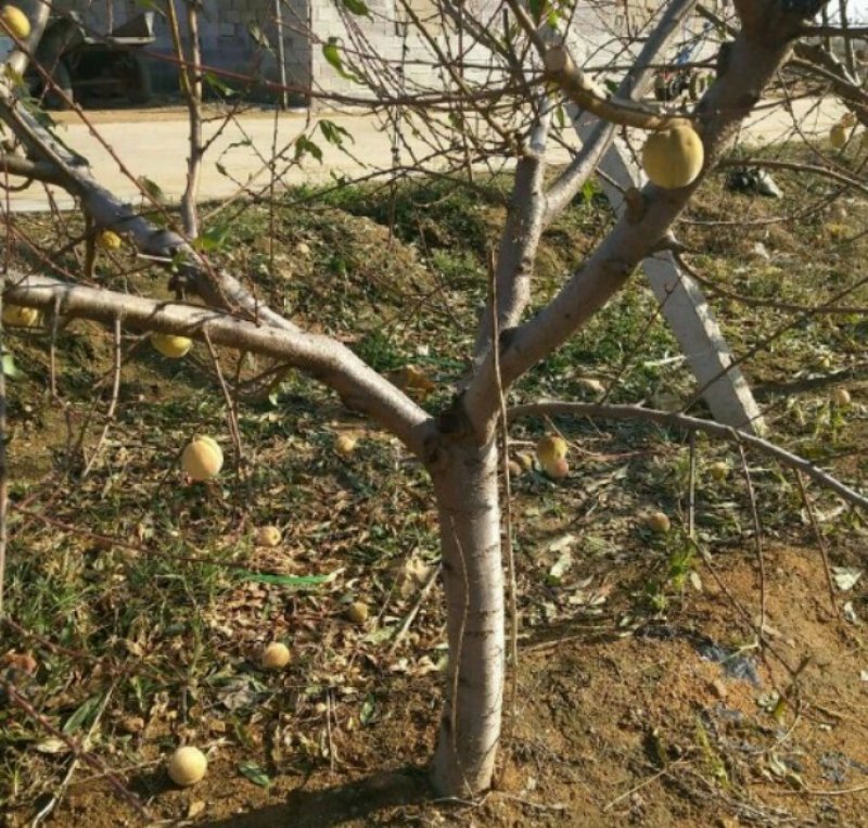 桃树苗，1-2公分新品种，基地直供，包栽包运包活包纯度