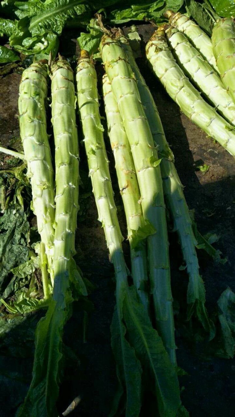 云南精品莴笋光杆，无空心，大量有货欢迎咨询采购