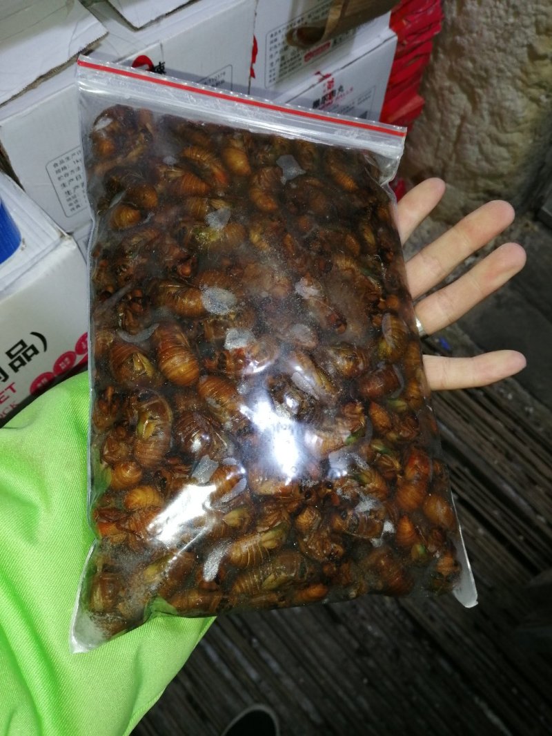 爬行类