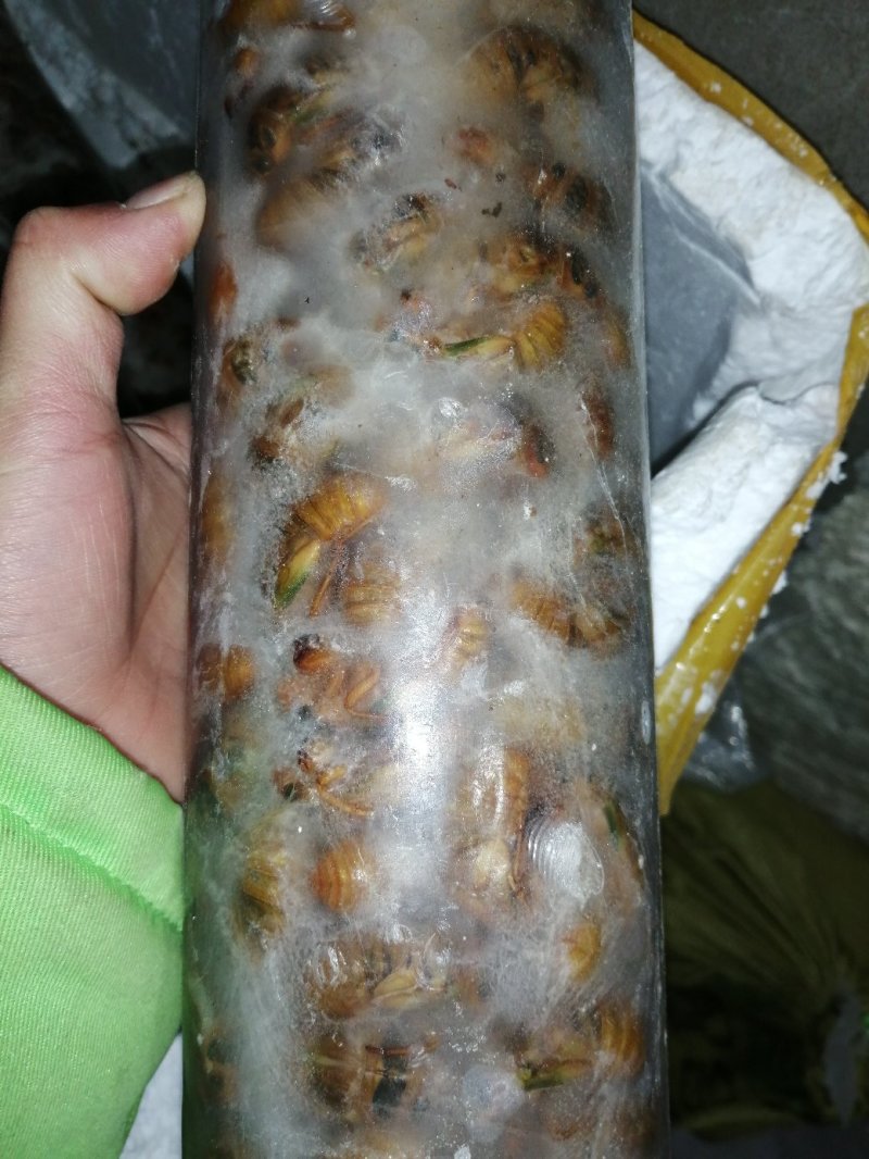 爬行类
