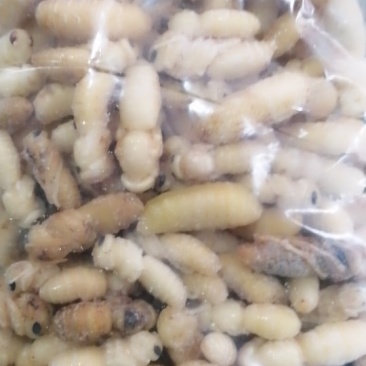 蜂蛹（一二级土蜂）