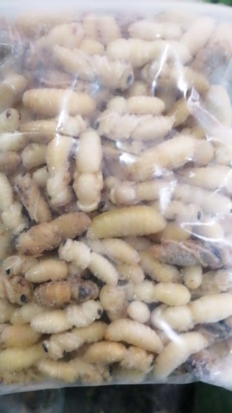 蜂蛹（一二级土蜂）