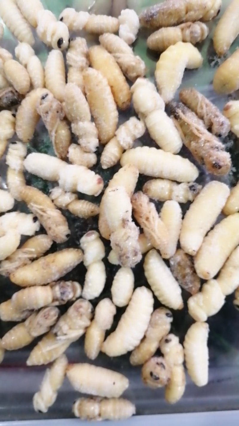 蜂蛹（一二级土蜂）
