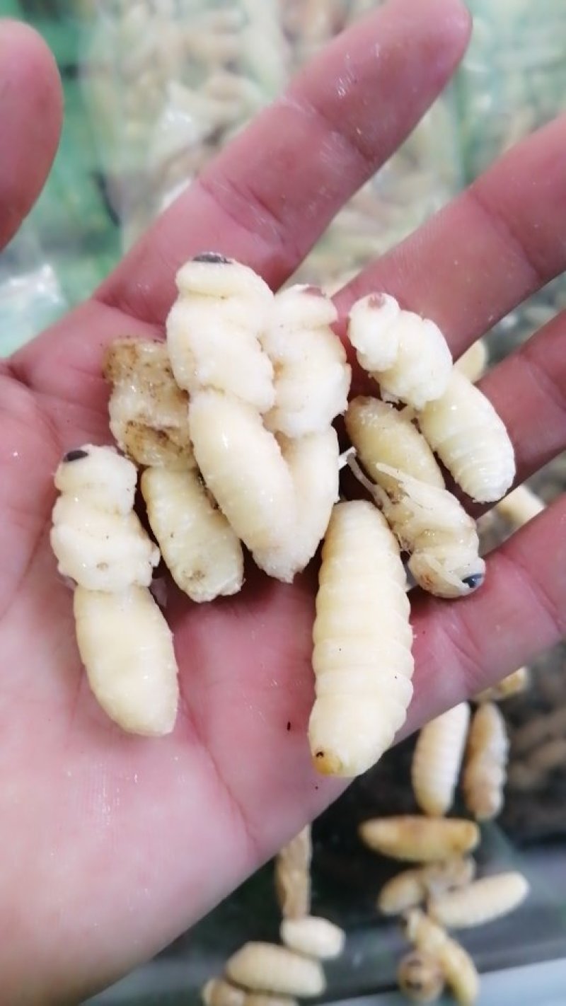 蜂蛹（一二级土蜂）