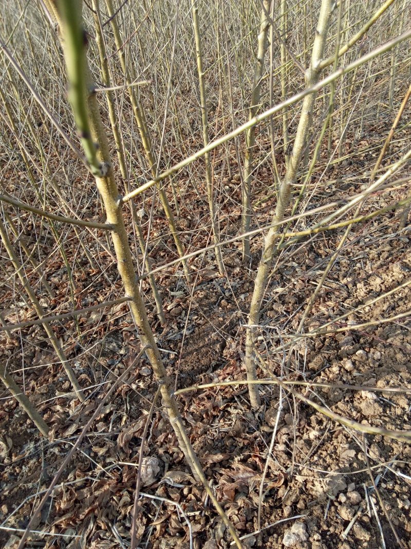 各位朋友好又到了植树的季节本人有大红袍花椒苗占地用毛桃苗