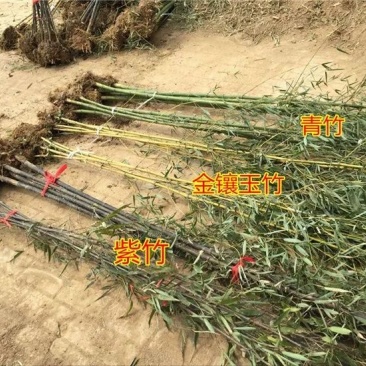 竹场直销青竹紫竹罗汉竹规格齐全量大