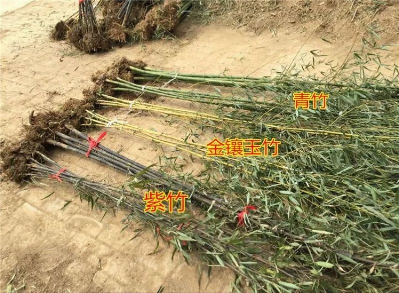 竹场直销青竹紫竹罗汉竹规格齐全量大