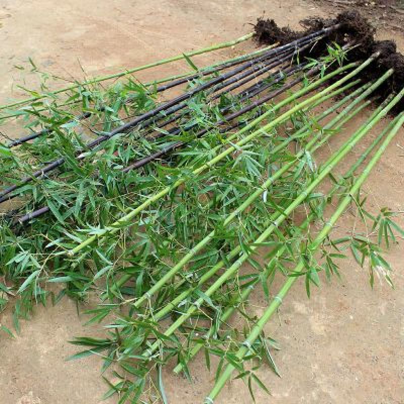 竹场直销青竹紫竹罗汉竹规格齐全量大