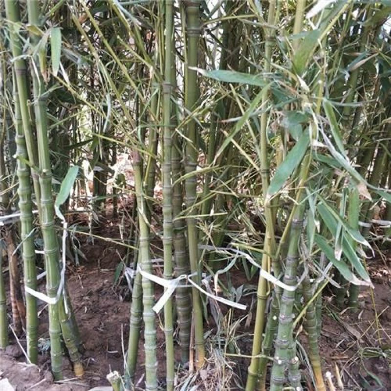 竹场直销青竹紫竹罗汉竹规格齐全量大