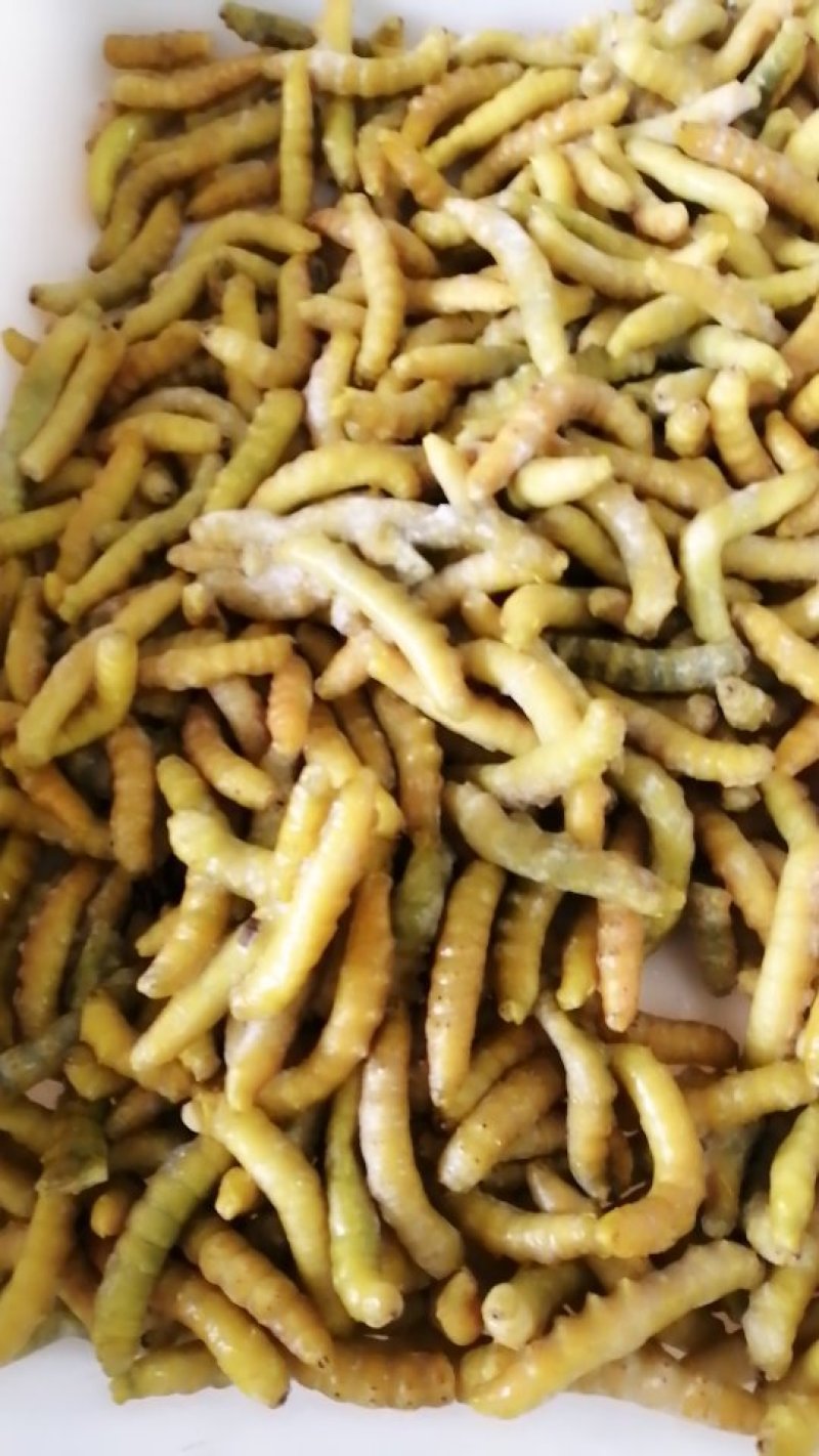 豆虫