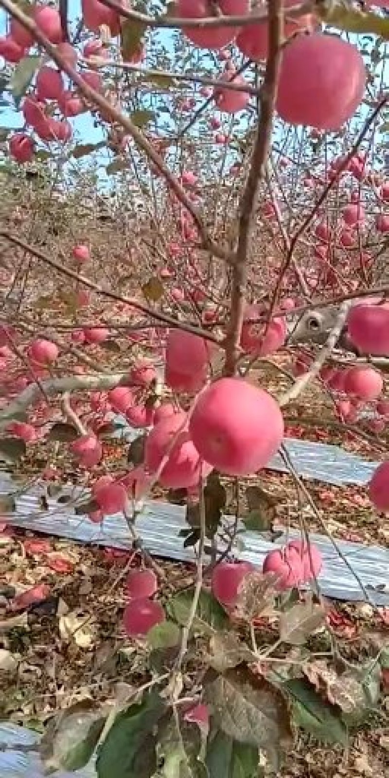 冰糖心红富士苹果，脆甜多汁条红全红都有，产地直发诚信第一