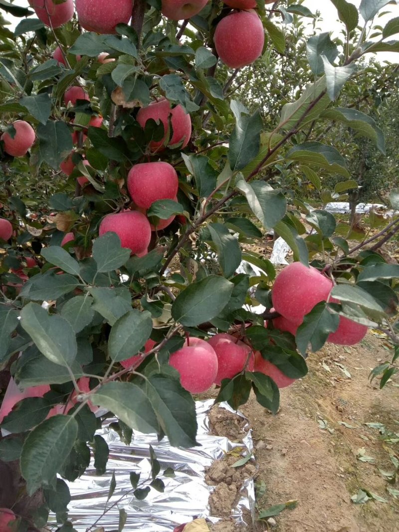 冰糖心红富士苹果，脆甜多汁条红全红都有，产地直发诚信第一