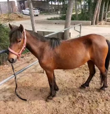 优质德保矮马,进口荷兰矮马