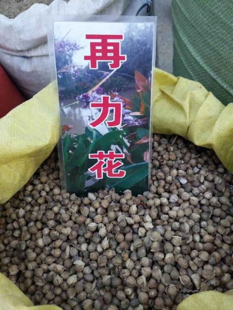 水生美人蕉等水生植物均有