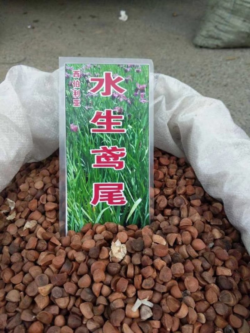 水生美人蕉等水生植物均有